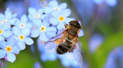 Światowy Dzień Pszczół. Polski start-up chce chronić owady przed groźną chorobą