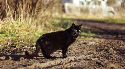 Co powinniśmy zrobić, kiedy czarny kot przebiegnie nam drogę?
