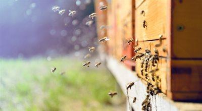 Akcja "Adoptuj Pszczołę". Dlaczego owady zapylające są w kryzysie? 