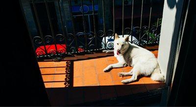 Włochy: pozostawienie psa na balkonie uznano za maltretownie. Grozi za to  500 euro kary