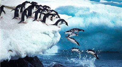 Ptasia grypa na Antarktydzie. Eksperci ostrzegają: to ogromne zagrożenie dla żyjących tam zwierząt