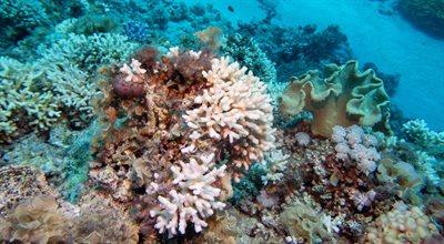Rafy koralowe umierają. Co to oznacza dla świata?