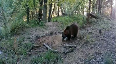 Bieszczadzka kamera zarejestrowała nietypowe zachowanie niedźwiedzia. Leśnicy proszą o ostrożność