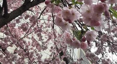 Najpiękniejsze drzewa kwitnące wiosną w Polsce