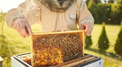 Światowy Dzień Pszczół. Nowatorska metoda z Polski ratuje pracowite owady