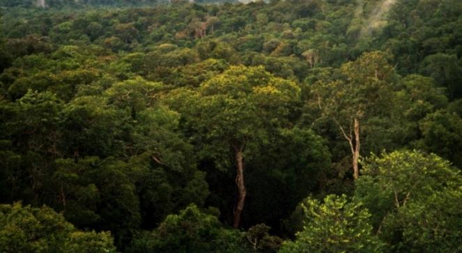 Antropolog: Amazonia smagana biczem europejskiej eksploatacji