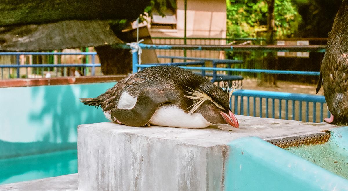 W jakiej pozycji śpią… pingwiny?