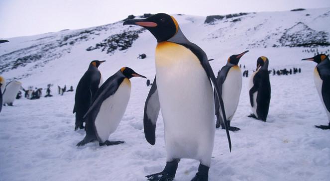 Jak pingwiny radzą sobie z zimą?