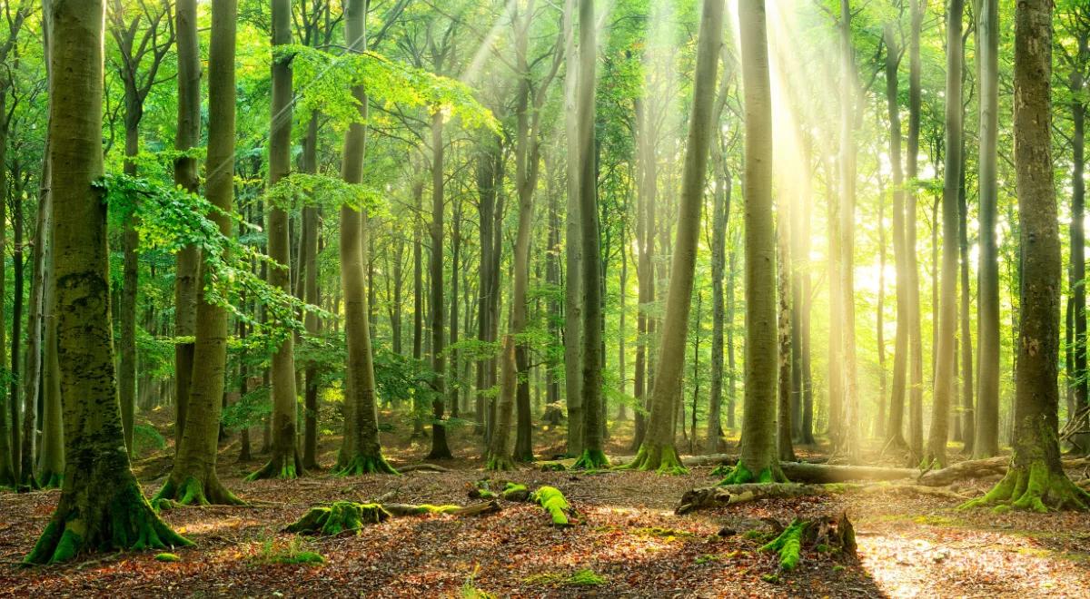 To już potwierdzone: buk spod Tarnowa jest najwyższym drzewem liściastym w Polsce