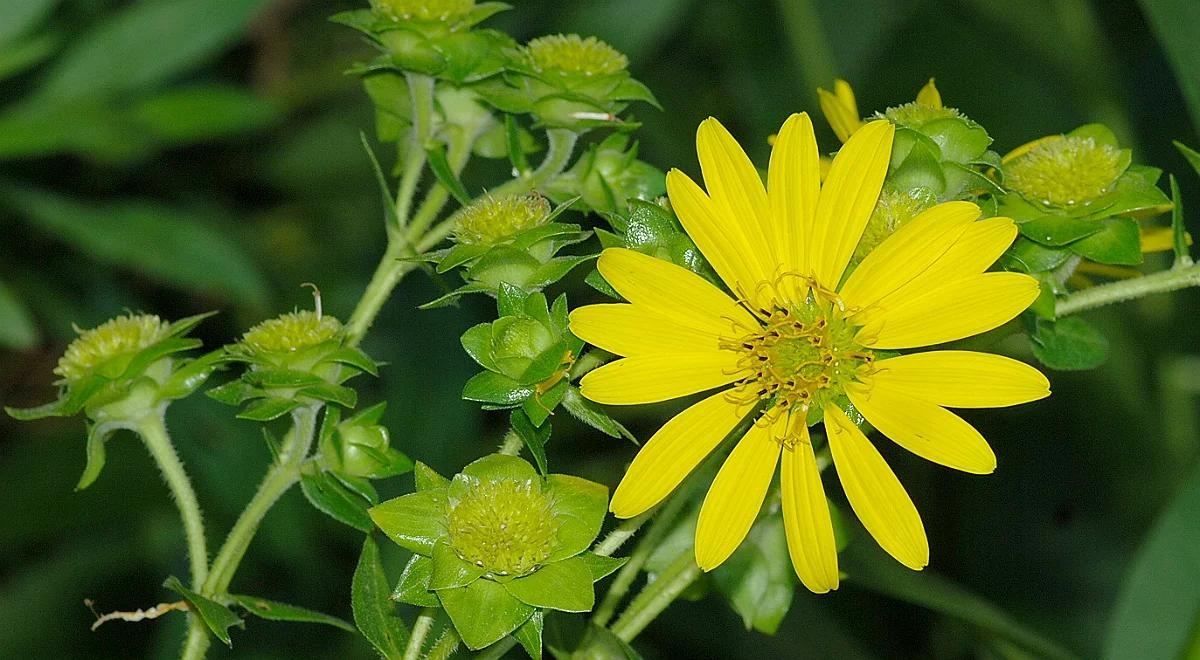 Silphium - roślinne złoto sprzed wieków