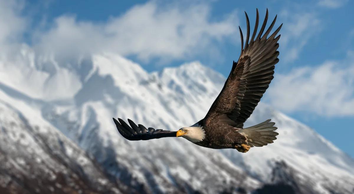 Galopem przez dzieje ludzkości w poszukiwaniu ptasich śladów 