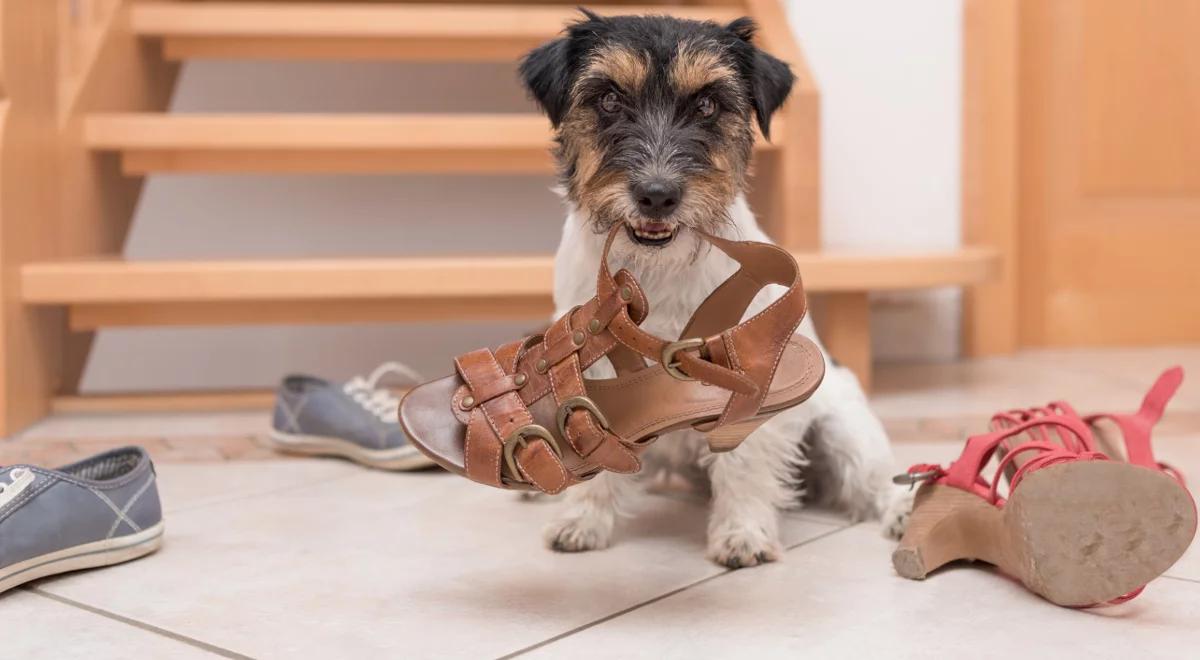 Czy zwierzęta mają skłonność do ryzyka?