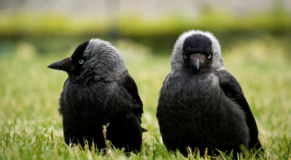 Międzygatunkowa współpraca ptaków