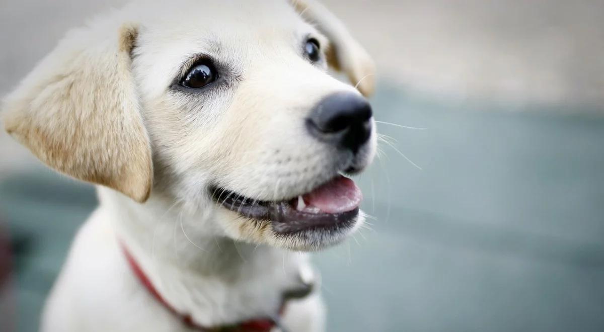 Co robi pies, który myśli, że jest człowiekiem? Pytania a zawiłości zwierzęcej psychiki