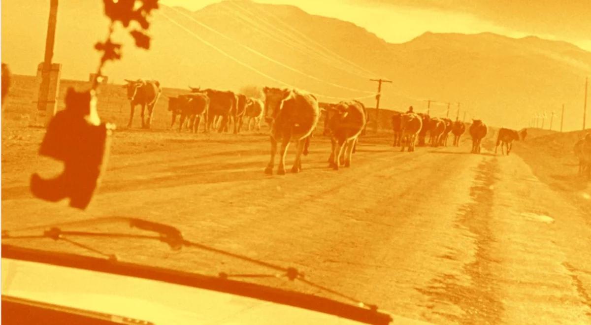 Stasiuk, osiołek, Mann, wielbłądzica i Nogaś