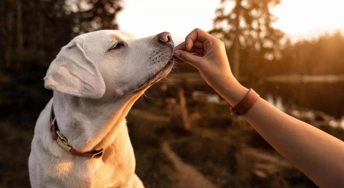 Joanna od ratowania ludzi. Reportaż "Przewodniczka psów" Moniki Chrobak