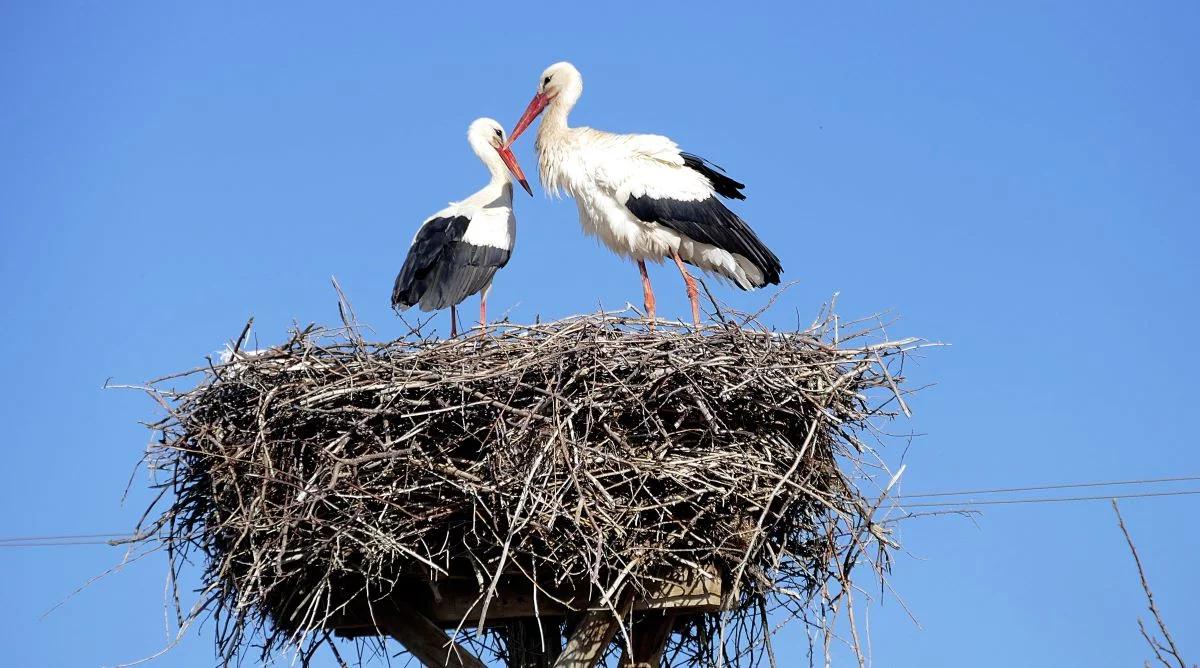 Ile bocianów żyje na świecie? Rusza międzynarodowe liczenie