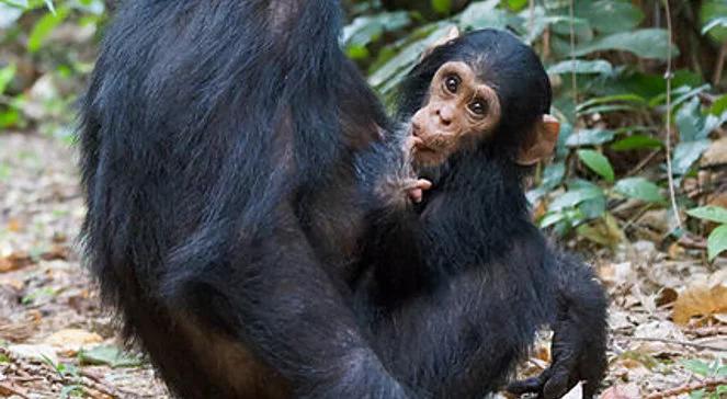 W warszawskim zoo urodził się szympans. Łatwo nie było