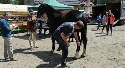 Przebadano konie wożące turystów do Morskiego Oka. Konflikt narasta