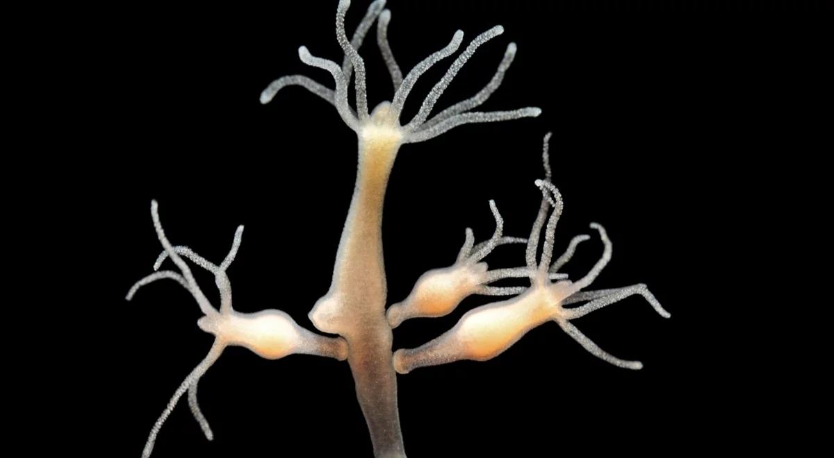 Fascynujące życie pod wodą