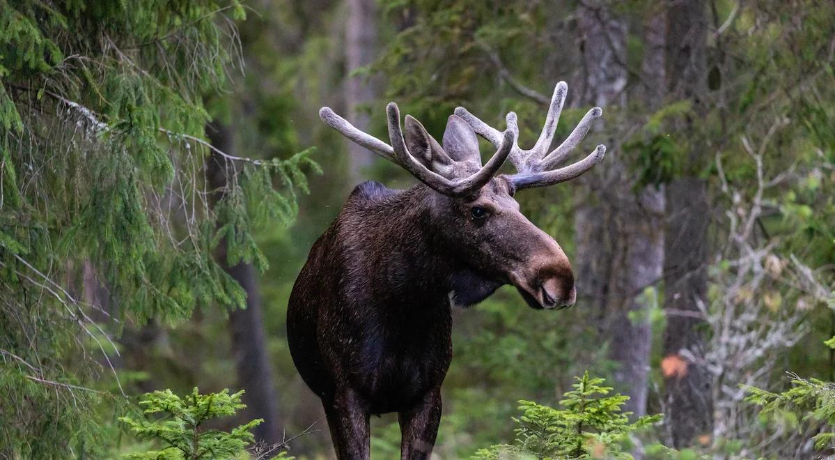 Zakochane łosie. Reportaż "Miłość na bagnie" [POSŁUCHAJ]