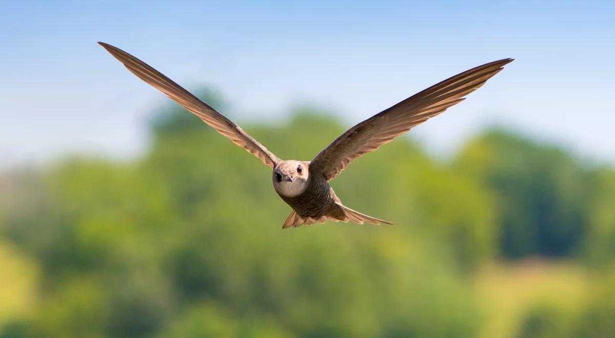 Co ptaki robią w powietrzu oprócz latania?