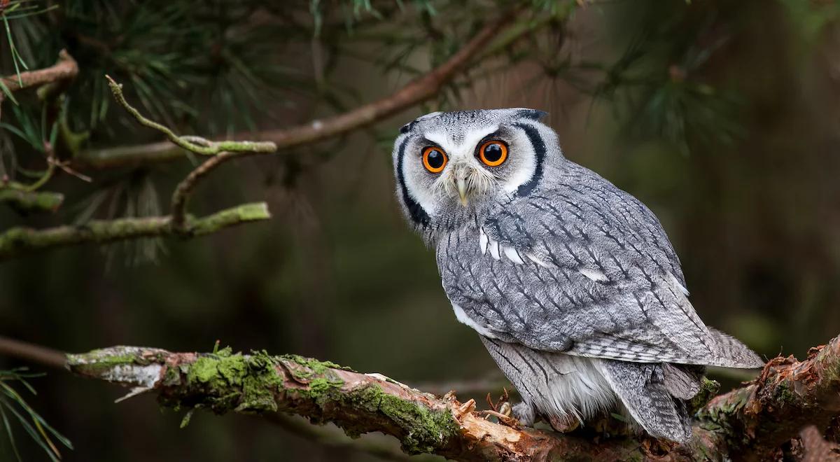 Czy zimowa chandra dopada zwierzęta w zoo? 