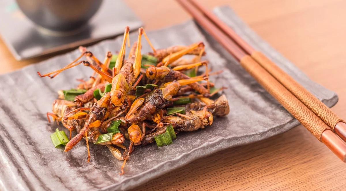 Owady na talerzu Kowalskiego i Nowaka?