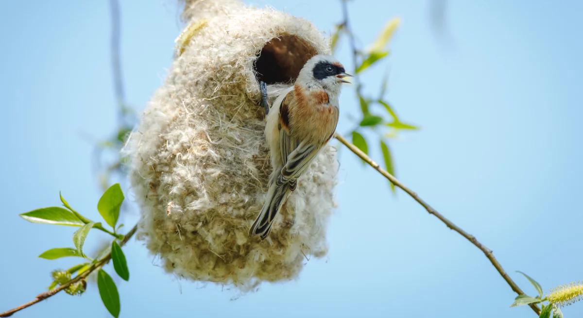 Sekretne życie ptasiego Zorro, czyli o remizach ciąg dalszy