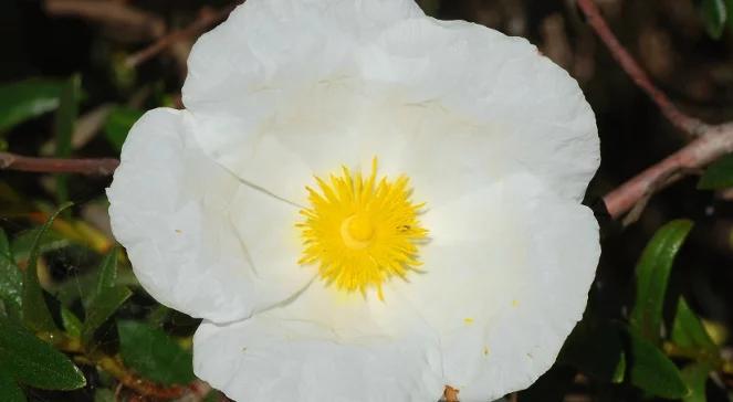 Czystek i szczeć pospolita - zioła wyjątkowe 