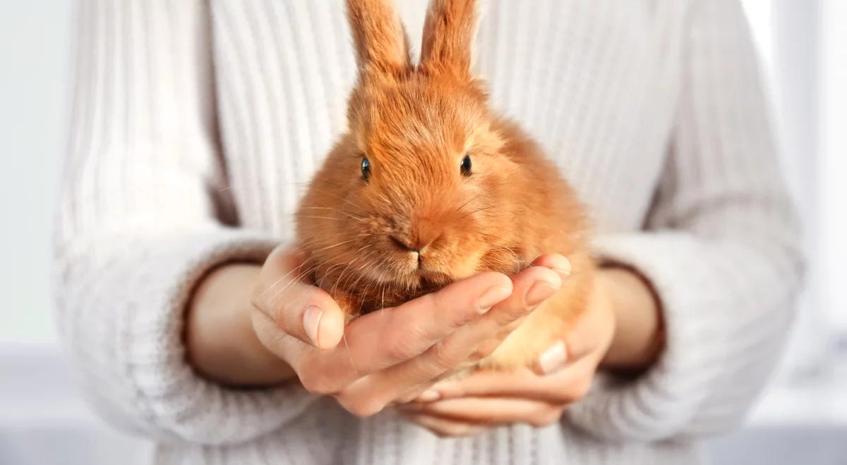 Jak mądrze kochać zwierzęta?