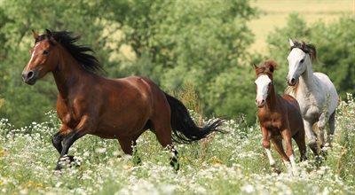 Czy konie są istotami świadomymi? Sprawdzają to naukowcy z Uniwersytetu Jagiellońskiego