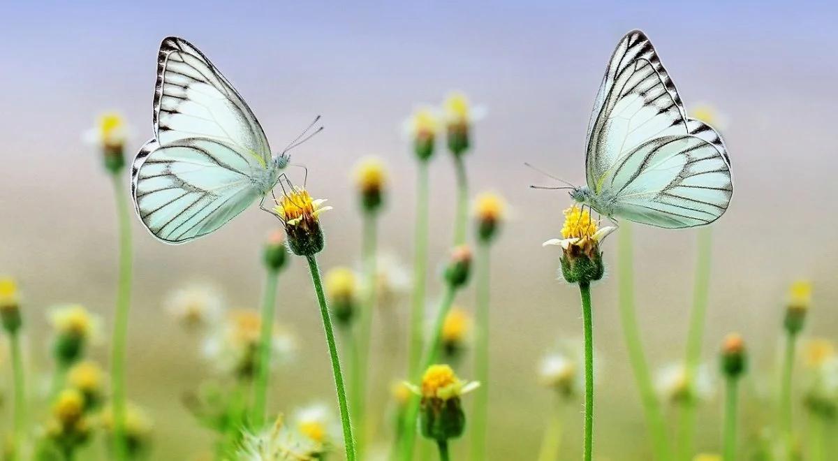 Jak dzieci mogą poznać i chronić owady