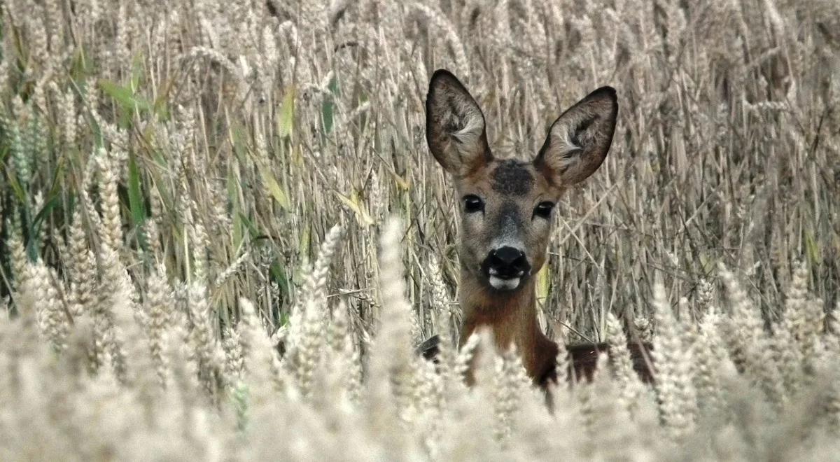 Dlaczego sarny nie lubią lasów?