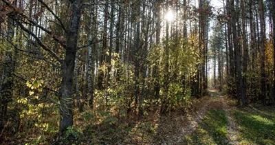 Natura na wciągnięcie ręki. Mikrolas powstaje na warszawskim kampusie SGGW