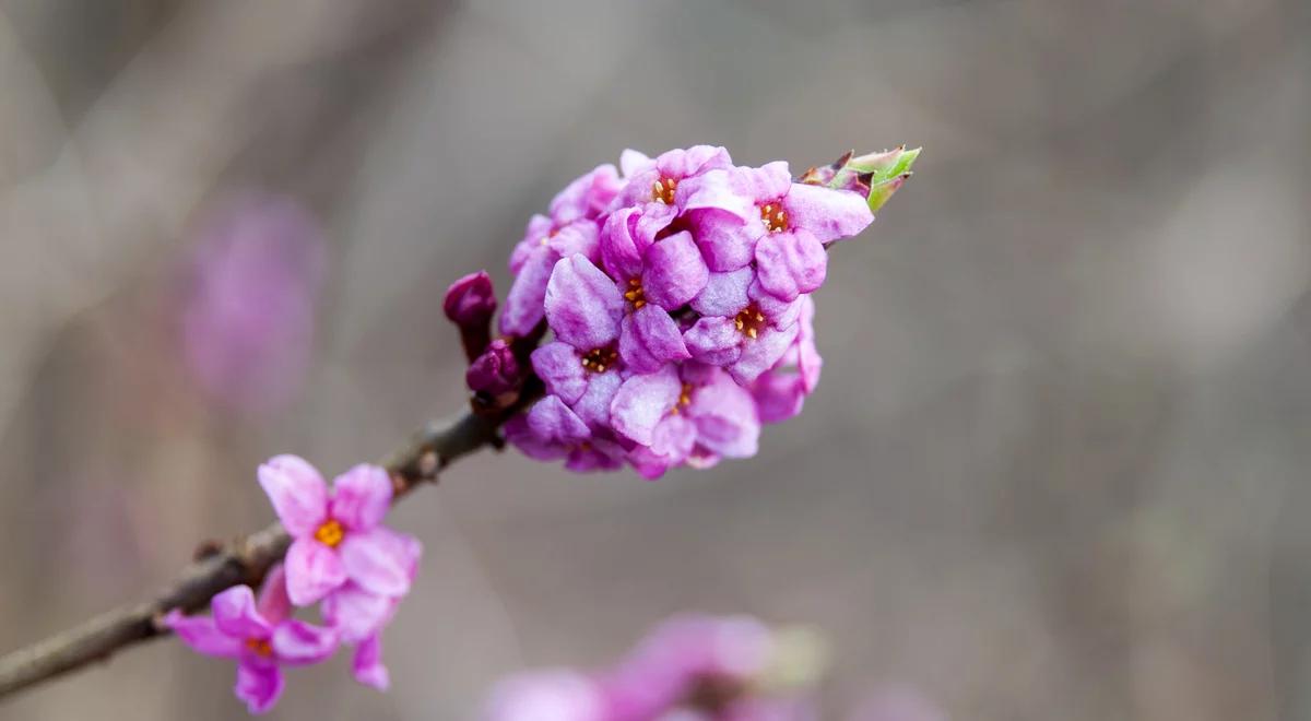 Wawrzynek wilczełyko: śmiertelnie niebezpieczny zwiastun wiosny