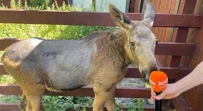 "Lato z Radiem" z wizytą w Ośrodku Rehabilitacji Zwierząt w Grzędach