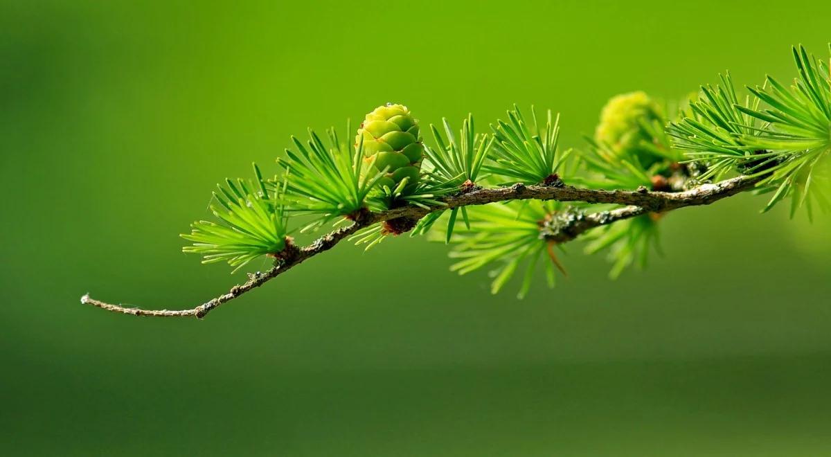 Dlaczego modrzew zrzuca igły na zimę?