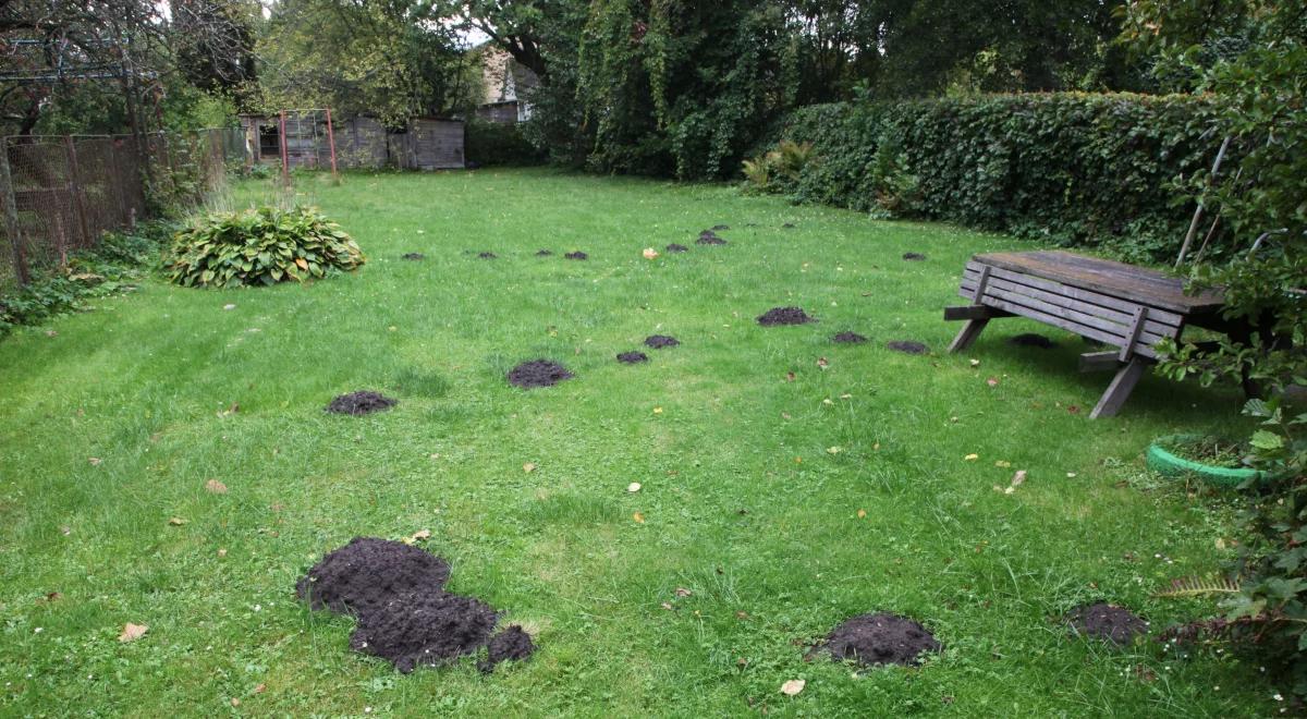 "Krety trzeba polubić". Czy naprawdę nie można z nimi wygrać?