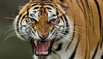 Tygrys - bestia, którą stworzył człowiek