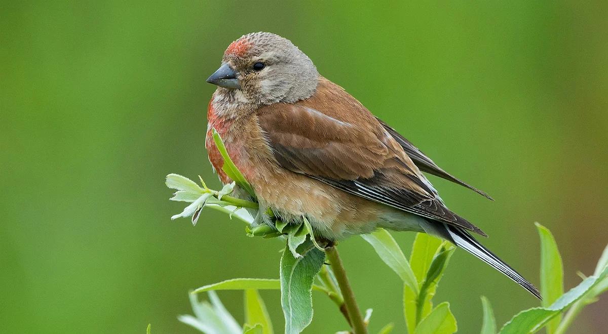 "Ty makolągwo"! To powinien być najpiękniejszy komplement