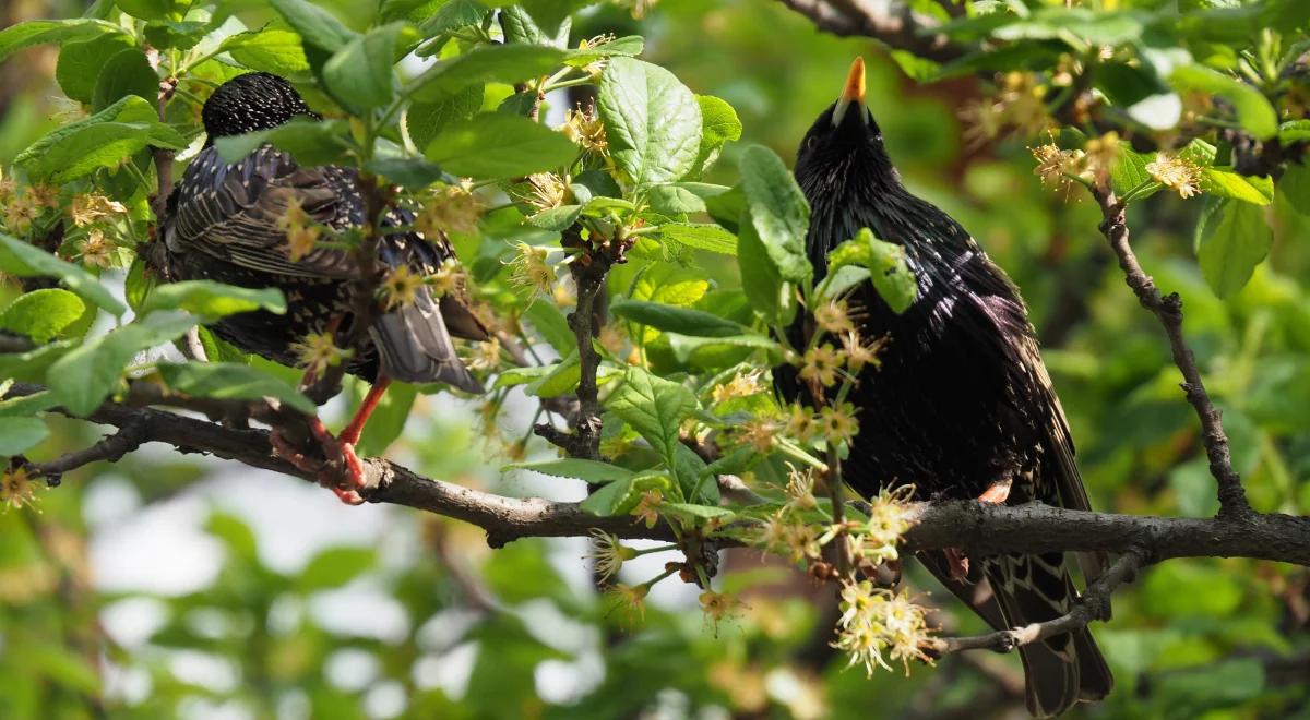 Ptasie trele w miejskiej dżungli. Gdzie można się nimi rozkoszować?