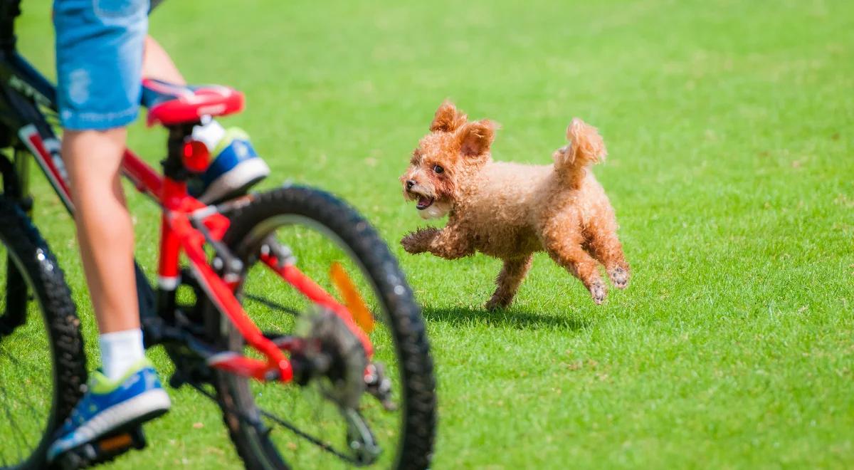Rowerzyści kontra piesi na czterech łapach