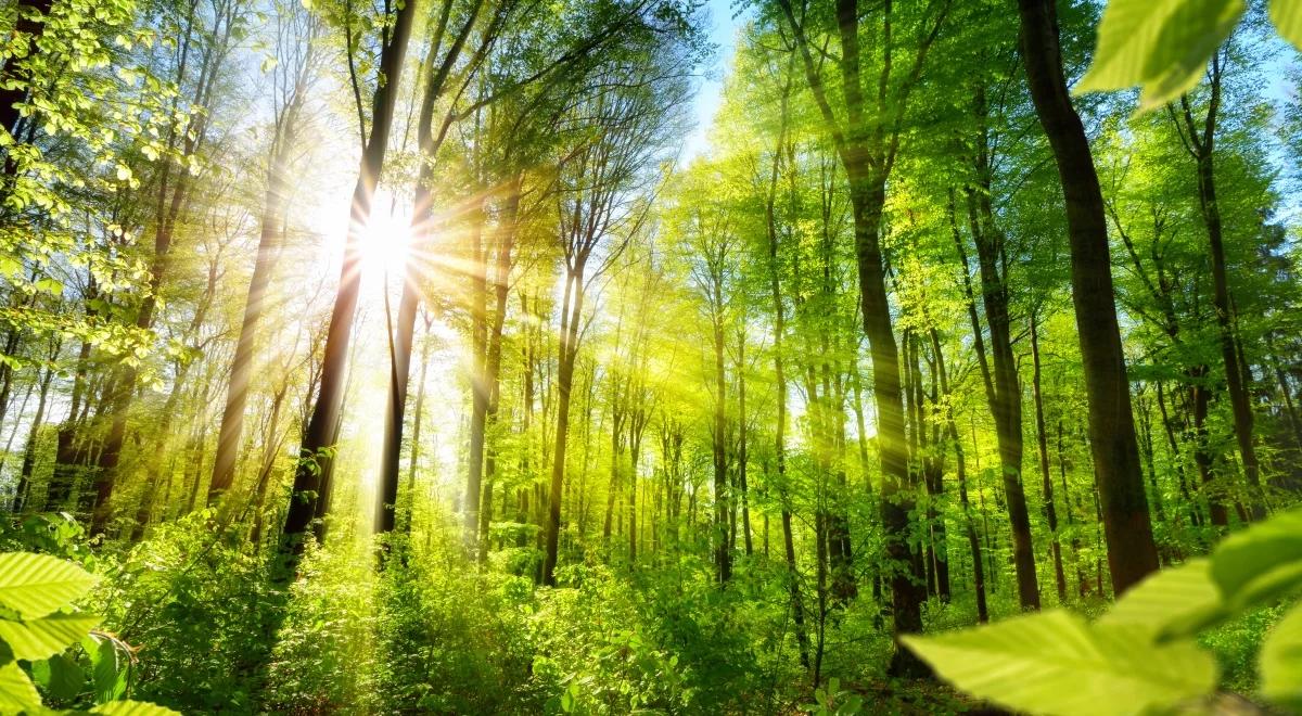 Natura, przyroda, las mają dobroczynny wpływ na ludzi. Nie zrywajmy z nimi kontaktu!