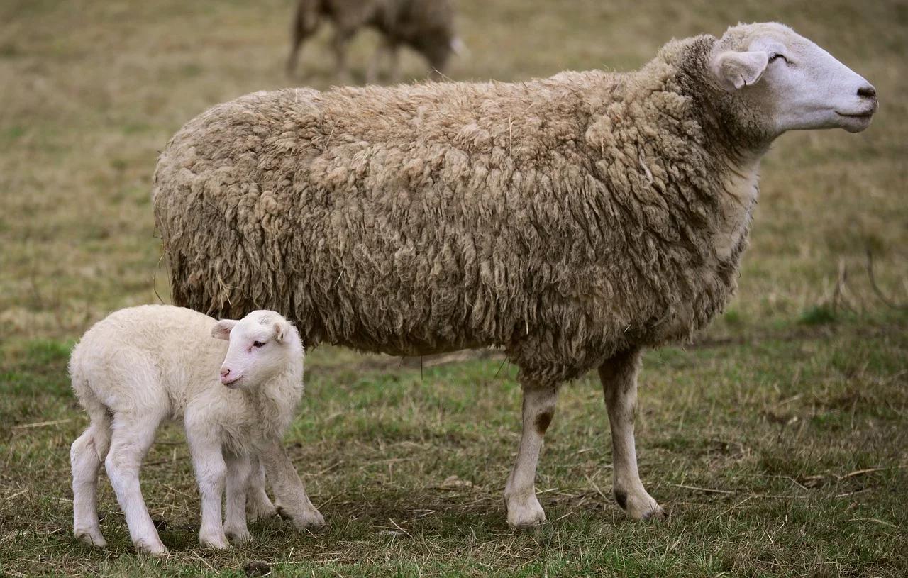 Te meczące i beczące - o owcach i kozach na ludowo!