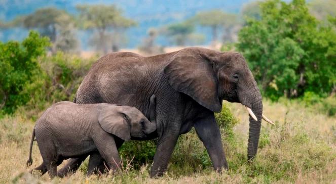  "Afrykańska Love Story". Niezwykła Daphne Sheldrick o miłości, życiu i słoniach 