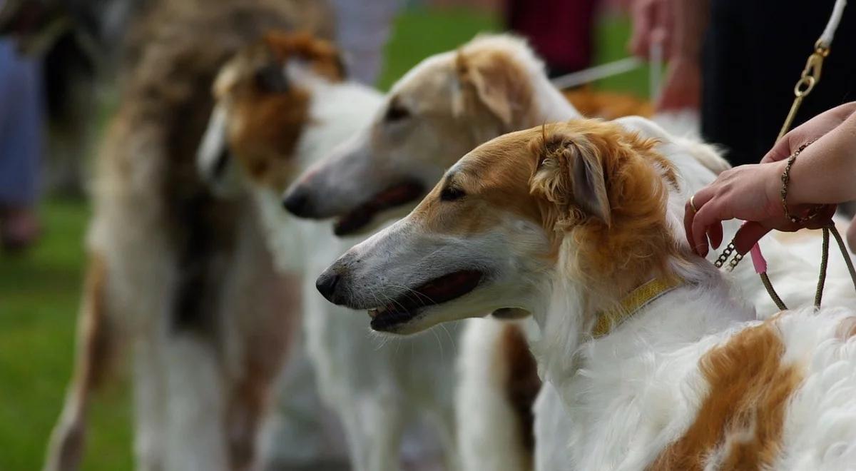 Jak wygląda życie psów wystawowych i ich właścicieli?