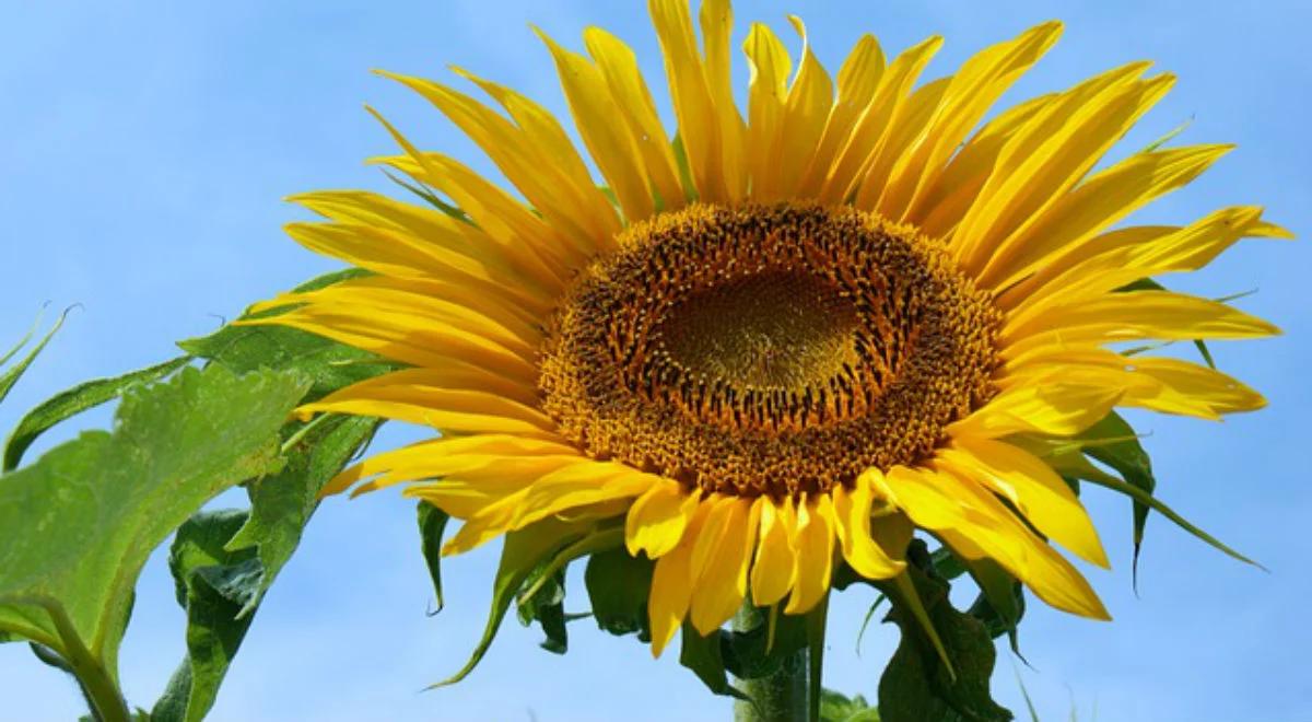 Dlaczego słoneczniki patrzą na wschód?