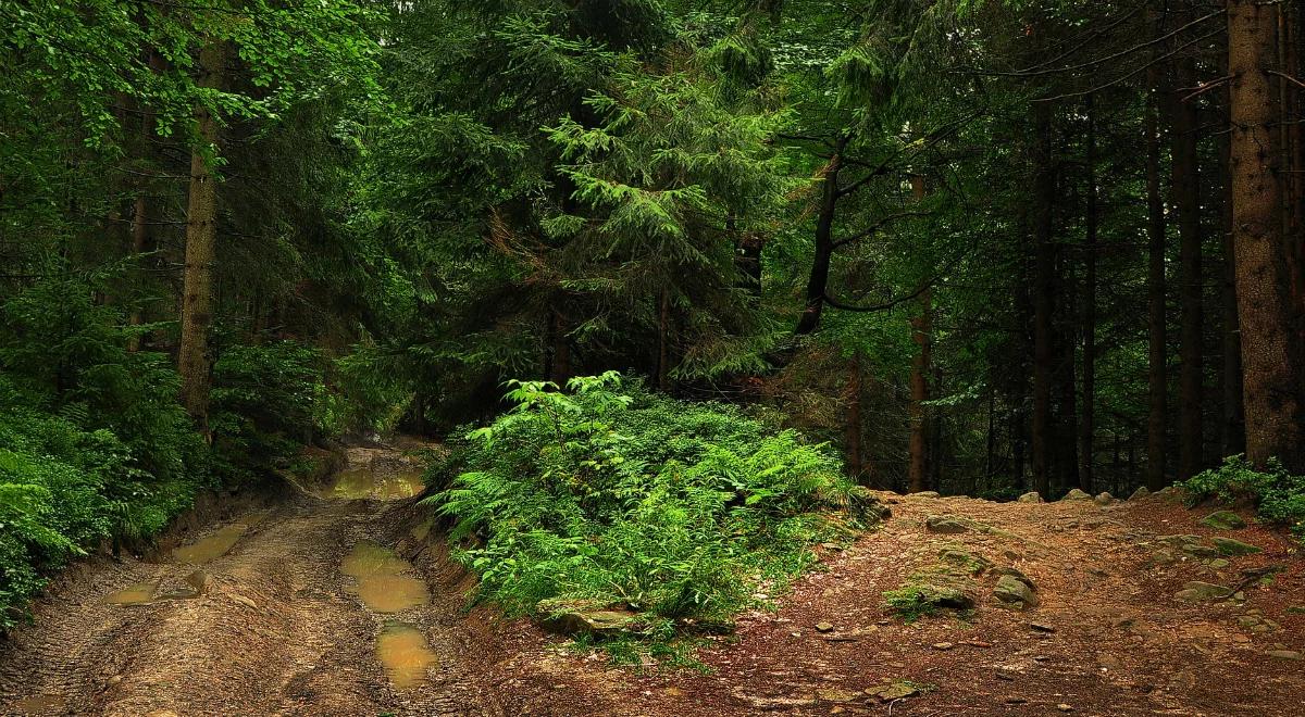 Singletrack, czyli rowerowe "flow z pazurem" 