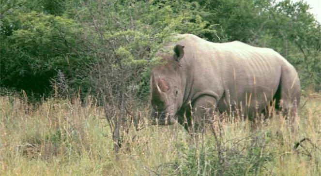 Nosorożce białe północne. Jest ich na świecie tylko 5
